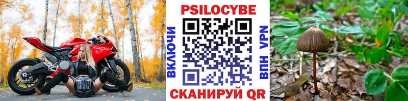 закладка  Вельск  Псилоцибиновые грибы Cubensis 